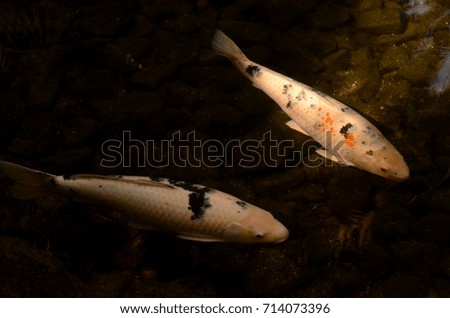 Koi fish swimming in pond with trees and sky reflected in surface of water