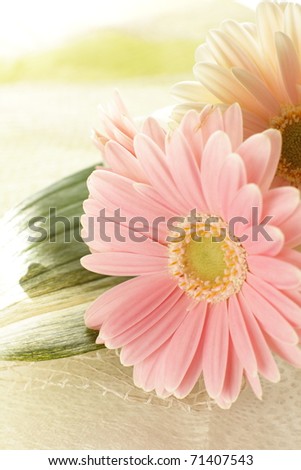 Pastel pink daisy
