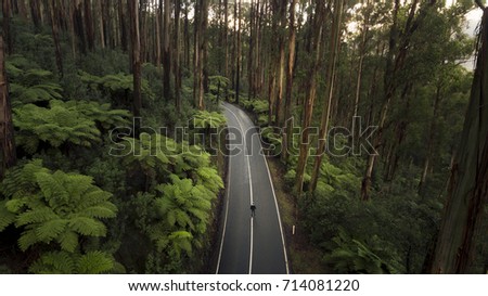 Aerial View of Person Standing on Road Through Beautiful Forest in Black Spur Australia