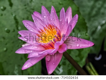 Softly and blurry pink lotus flower  in rainy season with drop of water 