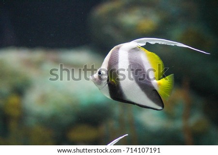 Aquarium colorful fishes in dark deep blue water