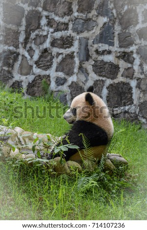 Giant Panda in Chengdu China