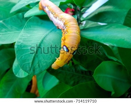 Close up orange,yellow caterpillar on green leaves,select focus on head . Insect. Animal