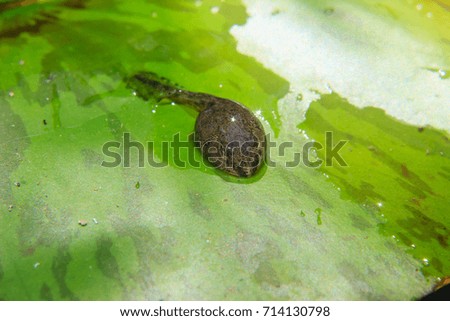 tadpoles on Lotus leaf