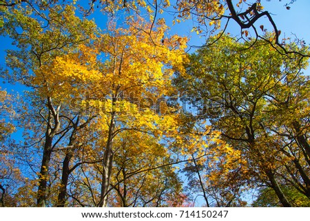 Fall colorful trees with blue sky
