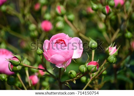 rose
