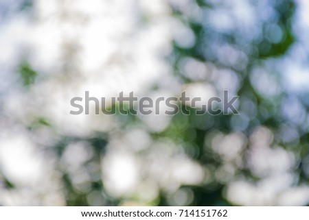blur green leaves tree and blue sky white bokeh background