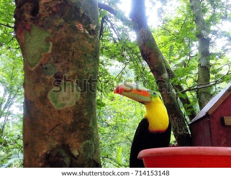 Beautiful toucan with big colorful beak sitting on tree at animal rescue center near Puerto Viejo, Costa Rica 
