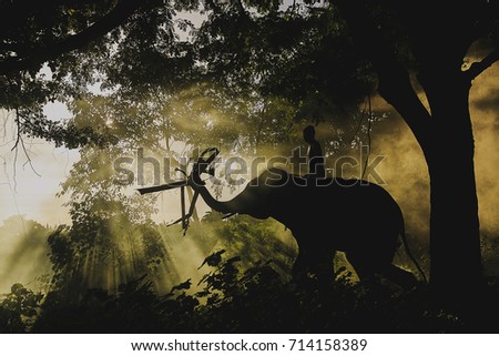 Elephants working in the forest