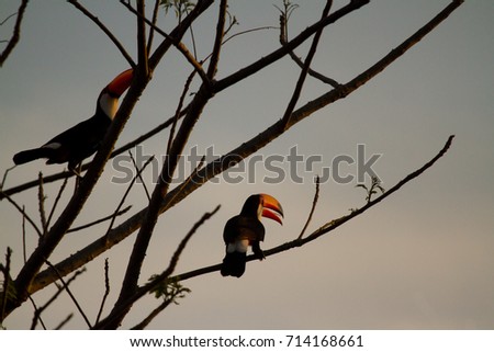 Brazilian Pantanal - Toucan
