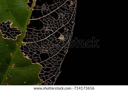 Detail skeleton leaf structure texture of nature leaf background isolated on black