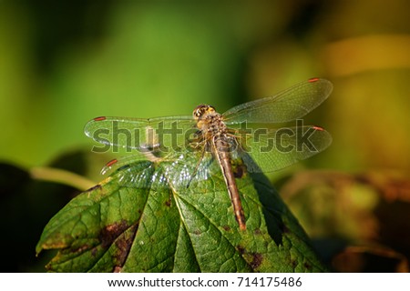 blue dragonfly sits on the grass with a green back-up