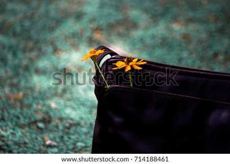 yellow star burst flowers in  brown bag on the ground