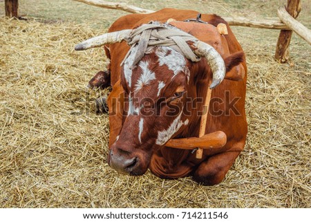 A brown cow lies on a straw