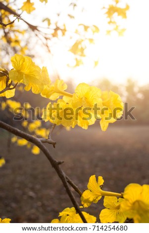  Golden Tree of Tabebuia yellow flower in the moning vertical shot