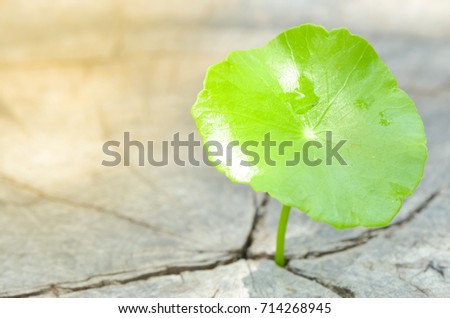 penny wort  born on old tree, nature stock photo,select focus