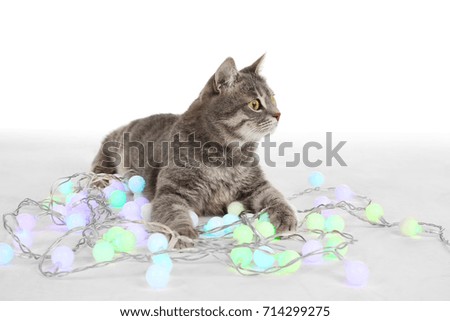 Cute cat with Christmas garland on white background