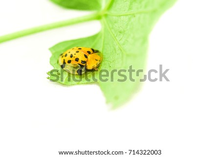 Image of gold turtle beetle  on green leaves.