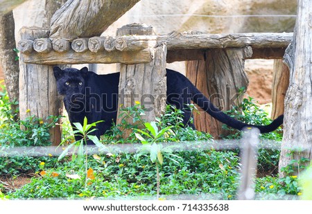 Black panther in the zoo