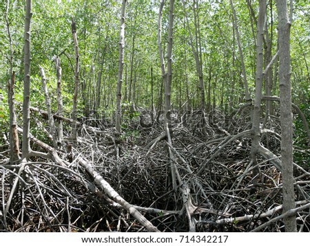 The tangled tree root system of a mangrove forest anchored into the mud of a tidal, Pranburi national park, Hua Hin, Thailand.