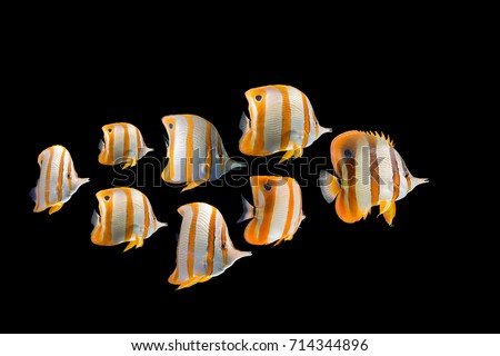 herd Butterflyfish collection swimming fish on black background/Long nose fish/blue ring angelfish/beautiful coral reef fish/school of fish,angel fish, Forceps Fish, Yellow,Copperband  butterflyfish Royalty-Free Stock Photo #714344896