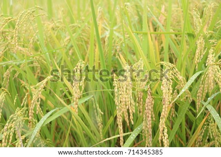 Rice, rice farming