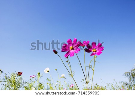 The beautiful cosmos in the field 