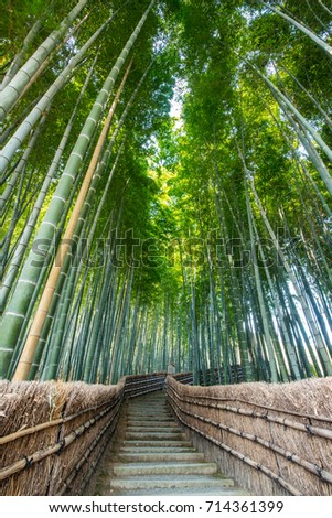 Bamboo Forest in Kyoto, Japan. 