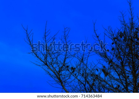Halloween day background and silhouette tree  in sky evening twilight time beautiful