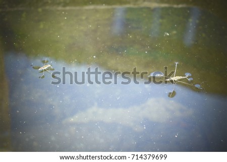 Insect rests on the clear waters of a watering hole