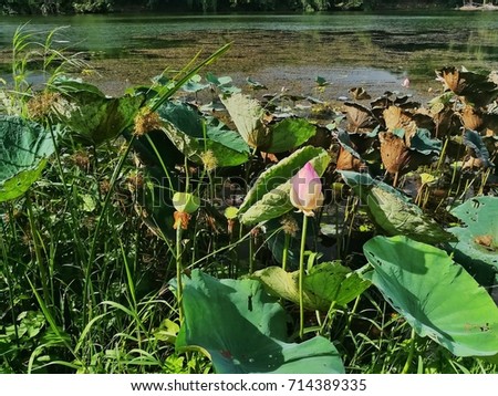 Lotus in Khwae Noi River, Kanchanaburi, Thailand