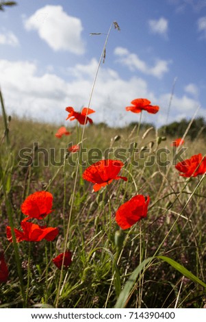 Poppies in field with blue sky