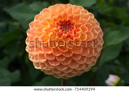 Salmon orange dahlia flower on the plant, beautiful bouquet or decoration from the garden