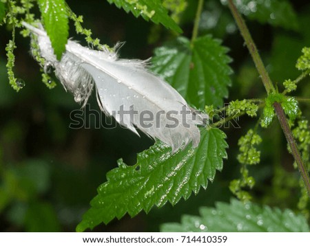 a wet white feather on wet green leaves nature; England; UK