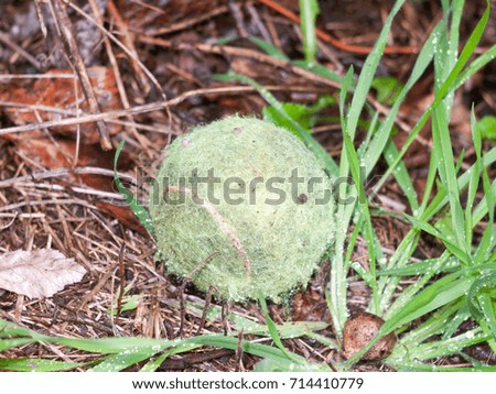 an old dirty rough faded green tennis ball on the ground; England; UK