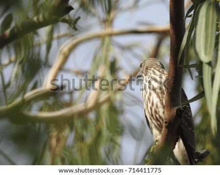 Hawk in wild. little banded goshawk on a tree, also known as Shikra, sharp beak