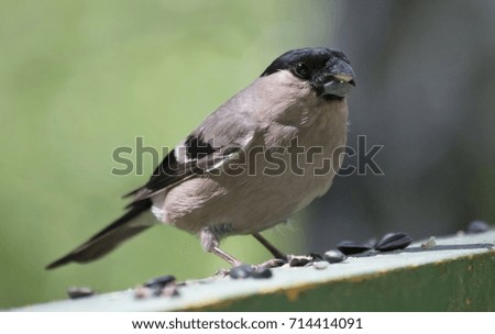 female bullfinch sits on the Board and looks at the photographer, summer, South Ural
