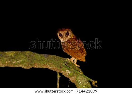 Bay owl background in the nature.