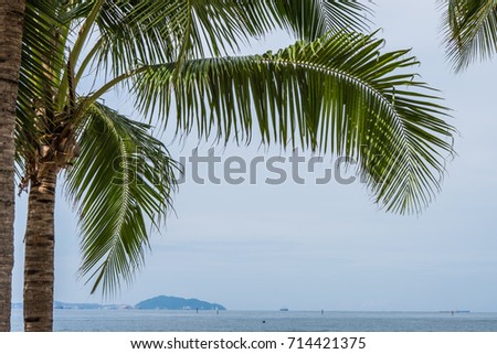 Coconut trees are very dependent on the seashore,large leaves and shade can be used as a daytime rest.