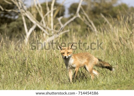 Young Red Fox Standing on the Grass