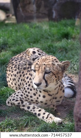 cute leopard lying on green grass