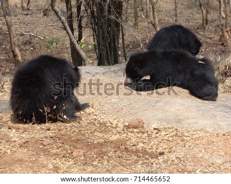 Very Close snap of bears at park. 
