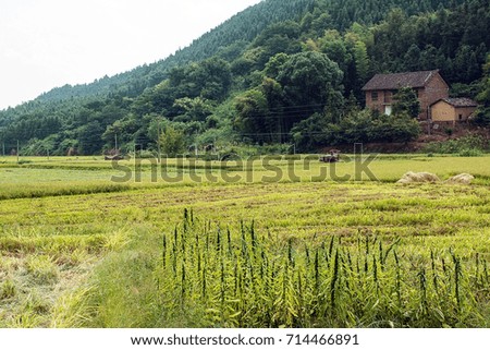 Harvested rice fields