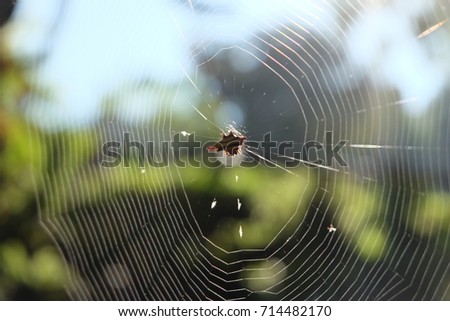 The spiderman