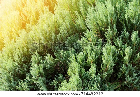 Pine trees with Morning light