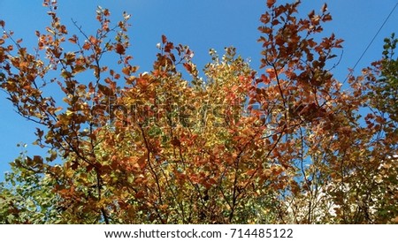 Autumn leaves on trees yellow, green, red, gold, background