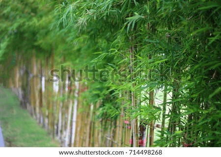 Beautiful green bamboo branch background