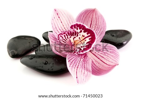 stones with water drops and orchid flower
