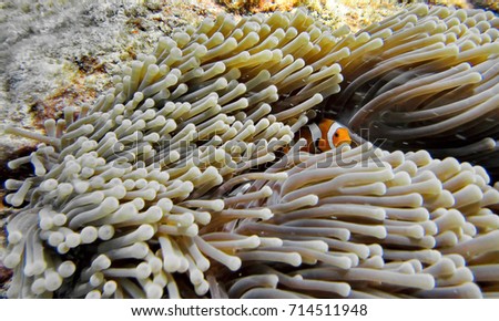Small clown fish in sea anemone found by snorkeling in Krabi,Thailand