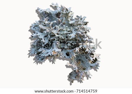 blue branched lichen isolated on white background Royalty-Free Stock Photo #714514759